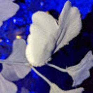 Meet your Posher, Mendoza